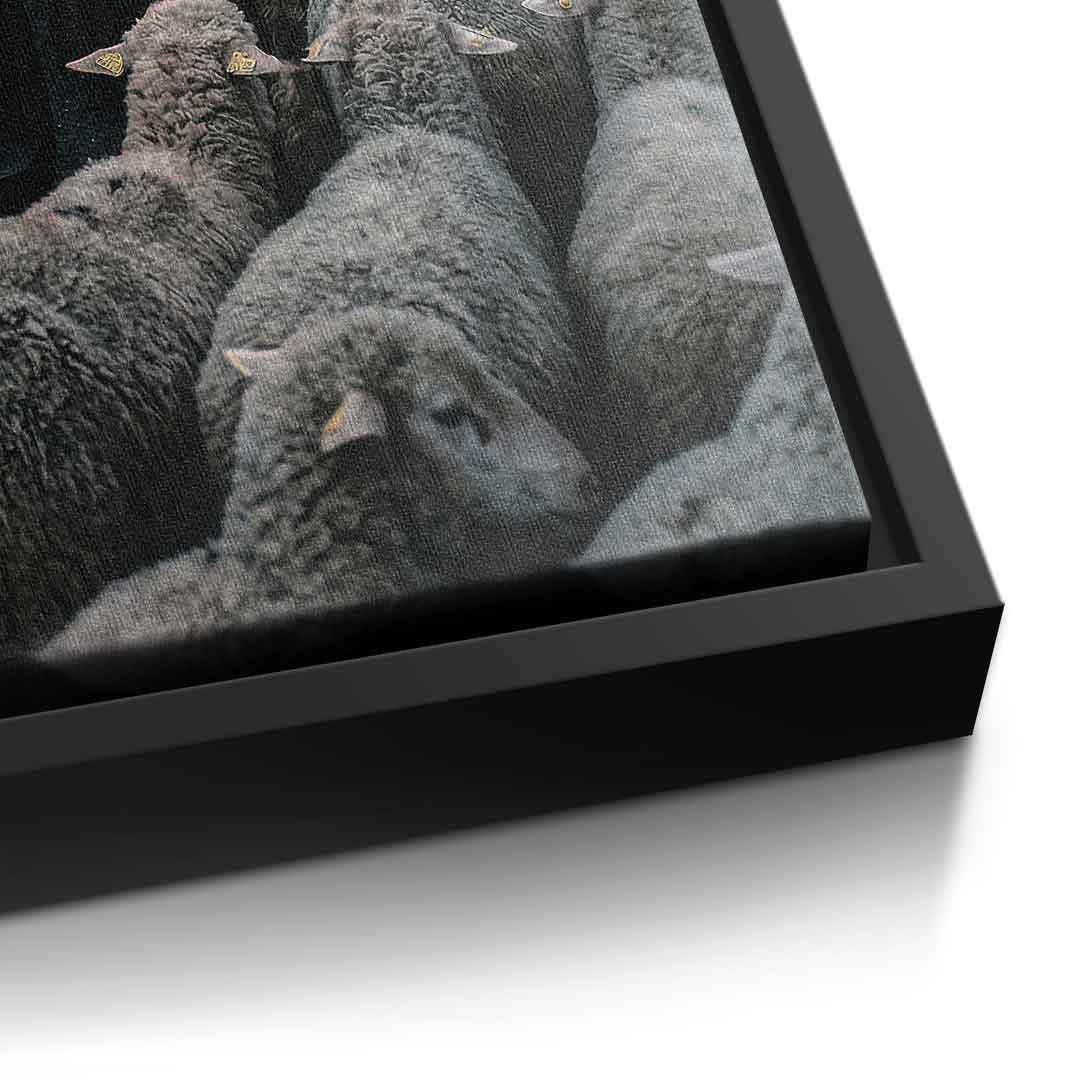 Porshe & Sheeps Leinwandbild Detailaufnahme Motiv