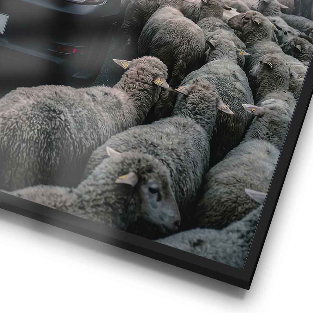 Porshe & Sheeps Poster Detailaufnahme Rahmen